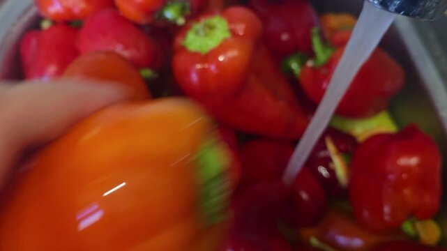 Fresh bell peppers are washed under running water and prepared for slicing and canning. Homemade preserves for the winter, making vegetable 