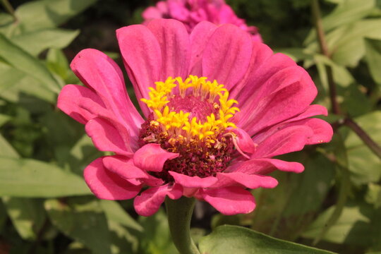 Zennia or Profusion Zinnias (Zennia hybrida)