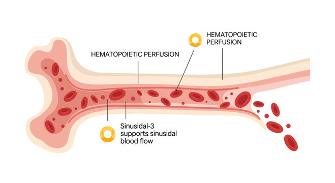 Bone Marrow Hematopoiesis: Sinusoidal Blood Flow and Cell Formation Illustration