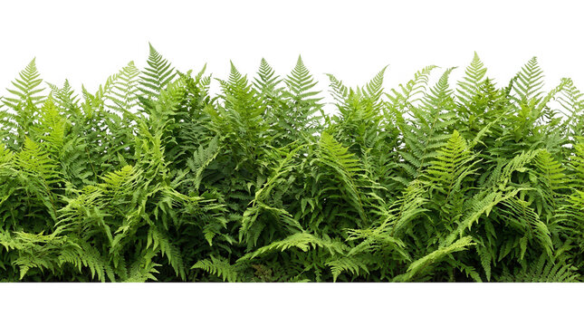 Bordure de feuilles de foug&egrave;re verte sur fond blanc