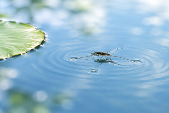 Water strider insect on calm blue water with lily pad, nature and aquatic ecosystem concept