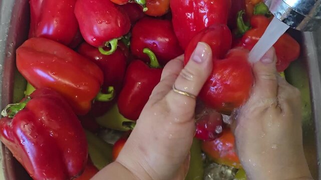Fresh bell peppers are washed under running water and prepared for slicing and canning. Homemade preserves for the winter, making vegetable 