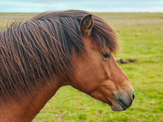Side Profile of Chestnut Icelandic Horse Head © vadiml