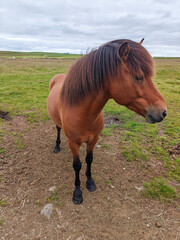 Full body shot of a brown Icelandic horse with a dark mane and tail standing in a grassy meadow under an overcast sky in Iceland © vadiml