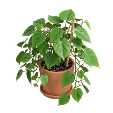 A potted heartleaf philodendron plant with vibrant green leaves and a wooden support stick.