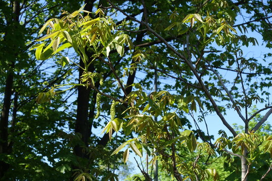 Fresh leaves and catkins of Juglans regia against blue sky in May