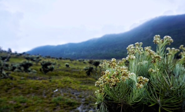 White paramo flowers blooming on a misty highland mountain slope