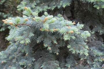 New growth on branches of Colorado blue spruce in May © Anna