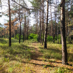Fototapeta premium Sun-dappled pine forest interior with warm, low-angle light filtering through orange-barked trees. Ground is dry grass and a faint path. Deep blue sky above creates strong vertical lines.