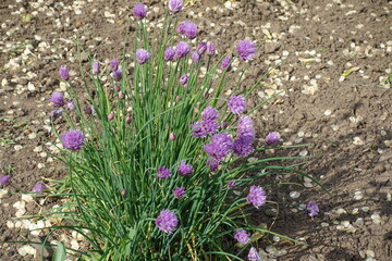 Purplish pink flowers of wild chives in May © Anna