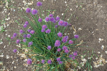 Purplish pink flowers of wild chives in May © Anna
