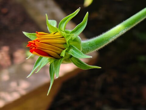 A close-up macro photograph of a colorful flower bud beginning to open, revealing tightly folded yellow, orange, and red petals emerging from vibrant green sepals on a fuzzy stem against a softly blur