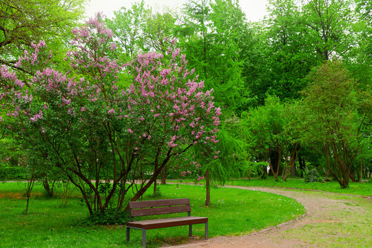 Tranquil spring garden solitary bench under blooming lilac trees April month green environment space