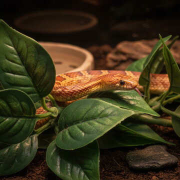 Corn snake crawling through green foliage inside warm terrarium enclosure for exotic reptile pet habitat exploration