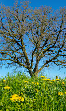 L&ouml;wenzahn in einer Fr&uuml;hlingswiese, Bayern, Deutschland, Europa