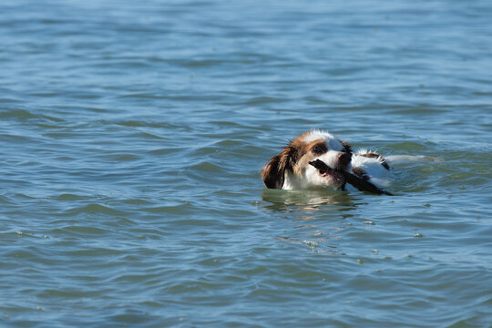 Dog playing and swim with stick