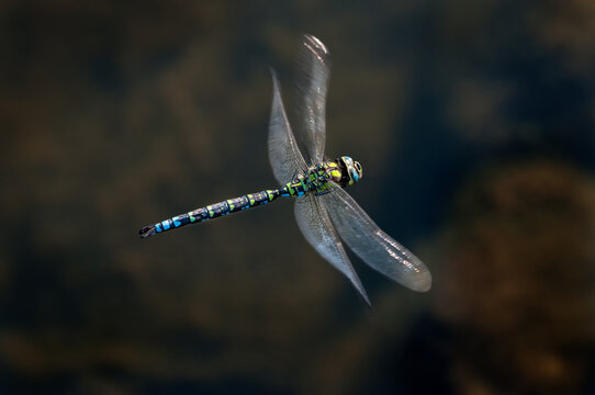 Blaugr&uuml;ne Mosaikjungfer / Aeshna cyanea