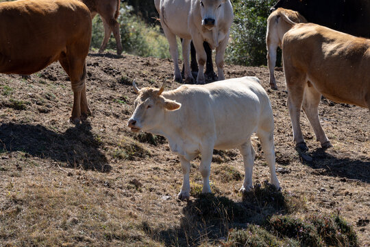 White cow with horns standing out in free range cattle herd on mountain pasture