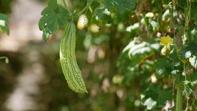 Green bitter melon hangs on a vine in a garden with leaves, flowers and a soft blurred background. Healthy food.
