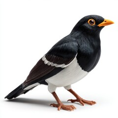 Obraz premium Oriental Magpie Robin With Black And White Plumage And Orange Beak Isolated On White Background