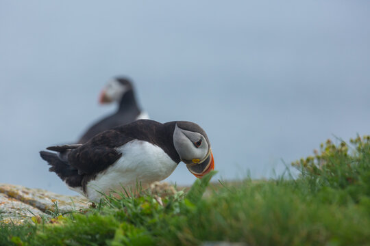 Puffin