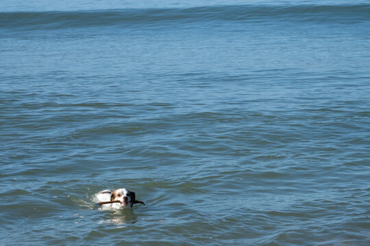 Dog playing and swim with stick
