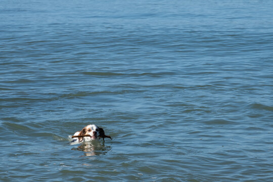 Dog playing and swim with stick