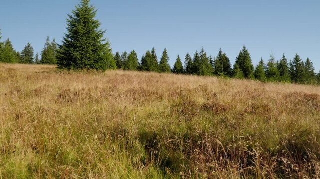 Mountain meadow with dry grass blowing in moderate wind under sunny sky at high altitude