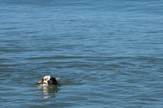 Dog playing and swim with stick