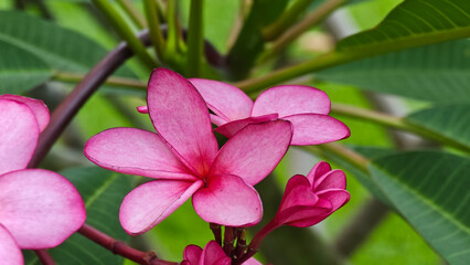 Pink frangipani blooming flowers in the garden. © meechoklarb