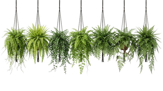 吊り下げ観葉植物のコレクション 白背景