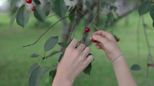 Close-up of a hand reaching for ripe red cherries hanging from a leafy branch in a green orchard, with soft natural background blur and copy space