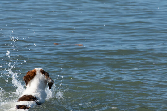 Dog playing and swim with stick