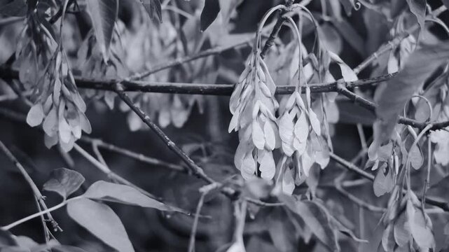 B&W macro shot of winged maple seeds (samaras) on branches with leaves. Moody nature footage, shallow depth of field, fine film grain texture.