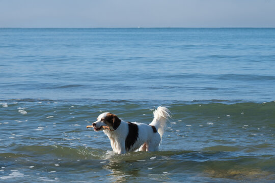 Dog playing and swim with stick