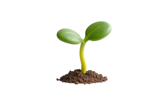 Young green seedling emerging from rich brown soil, isolated on transparent background