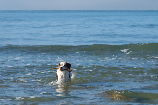 Dog playing and swim with stick