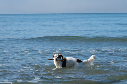 Dog playing and swim with stick