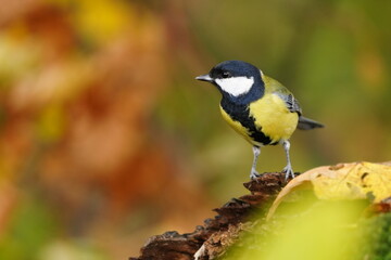 A beautiful great tit in autumn. Parus major.  A great tit sits on a tree stump.  © Monikasurzin