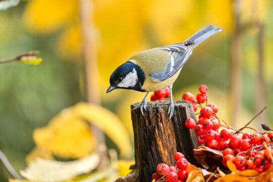 A beautiful great tit in autumn. Parus major.  A great tit sits on a tree stump. 