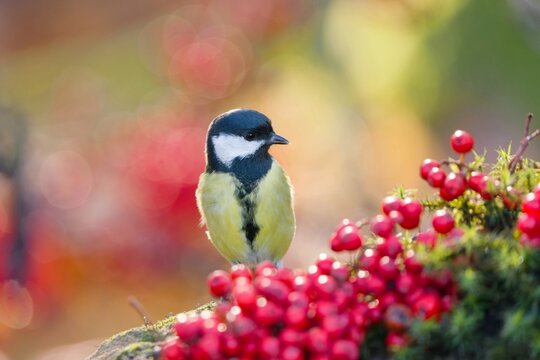 A beautiful great tit in autumn. Parus major.  A great tit sits on the ground and eats red rowan berries. 