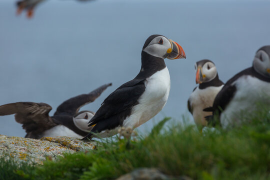 Puffin