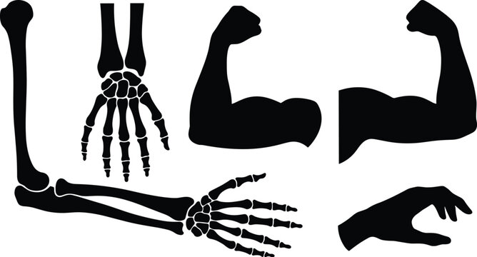 Human arm anatomy silhouette set featuring skeleton, hand bones, and muscular flexing biceps