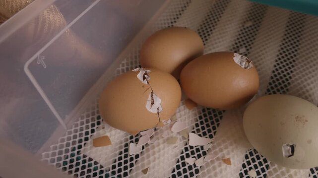 Newborn chick slowly breaking and pecking its way out of a brown eggshell inside a farm incubator, showing the beginning of life and the hatching process from a fragile egg