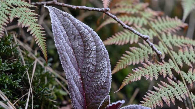 Muted burgundy woodland leaf covered in granular frost beside soft green fern fronds, showing raised veins and icy margins under cool natural light in a quiet forest floor study of seasonal change