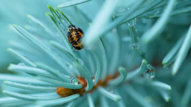 Extreme macro detail of a ladybug larva pupating on a blue spruce needle covered in morning dew. Authentic nature scene showing sustainability and biodiversity.