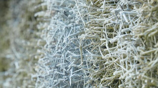 Extreme close up of salt deposits and mineral crystallization on wooden branches. Authentic texture for wellness, spa, and industrial sustainability concepts.