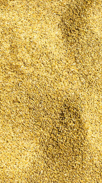 Pile of golden barley or oat grains filling frame, forming natural textured pattern; agricultural harvest or industrial processing of cereal crop, viewed from above, bright sunny day vertical photo