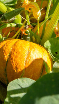 Vibrant orange pumpkin growing on vine, partially obscured by lush green foliage and delicate yellow squash blossoms, illuminated by warm sunlight on a bright day vertical photo