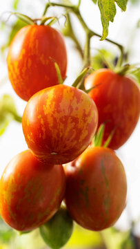 Vibrant cluster of heirloom striped tomatoes with red, orange, and yellow patterns hanging on vine, close-up view of fresh organic produce growing in garden, vertical photo